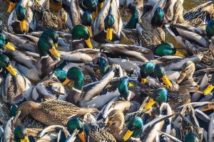 A photo of mainly male Mallards, but with a few females as well, all gathered together in close proximity as a community.