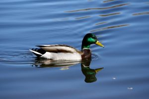 A Mallard duck swimming in beautifully clear blue water.